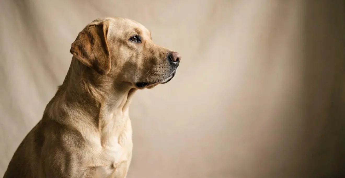 Vue latérale d'un chien montrant la zone anatomique du cou avec la trachée et la thyroïde, sans diagramme ni texte