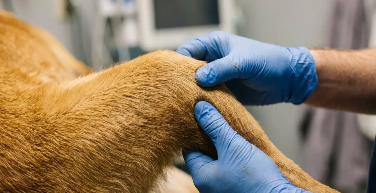Articulation d'un chien examinée par des mains de vétérinaire révélant une sensibilité