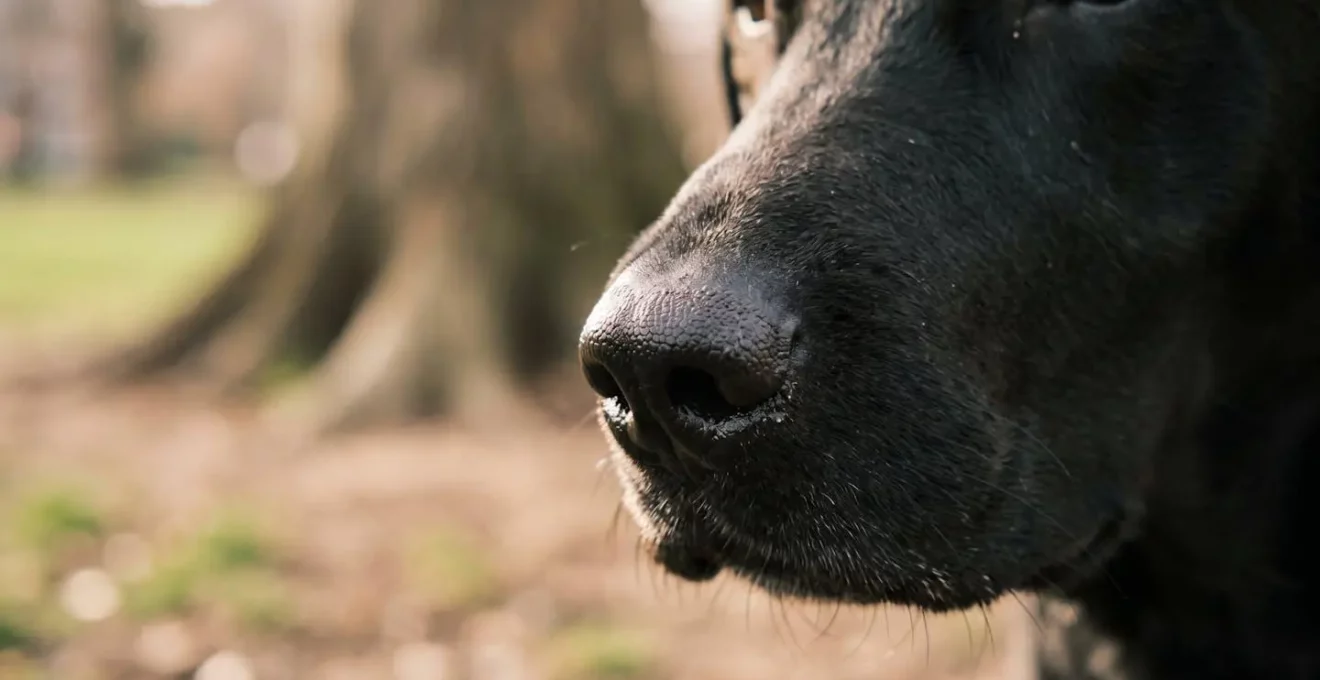 Chien en pleine concentration olfactive explorant un environnement urbain naturel