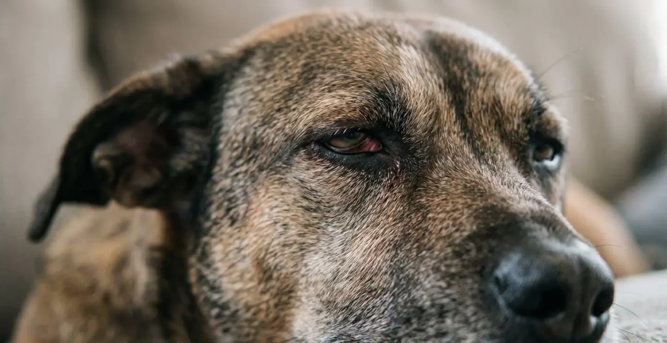 Gros plan du visage d'un chien montrant des signes de fatigue et d'irritabilité dus au manque de sommeil