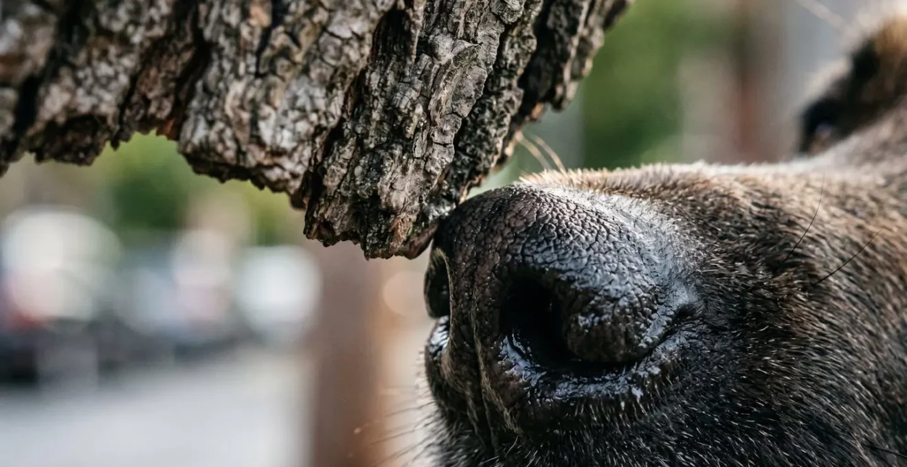 Détail macro de l'interaction naturelle d'un chien avec son environnement urbain lors du marquage olfactif