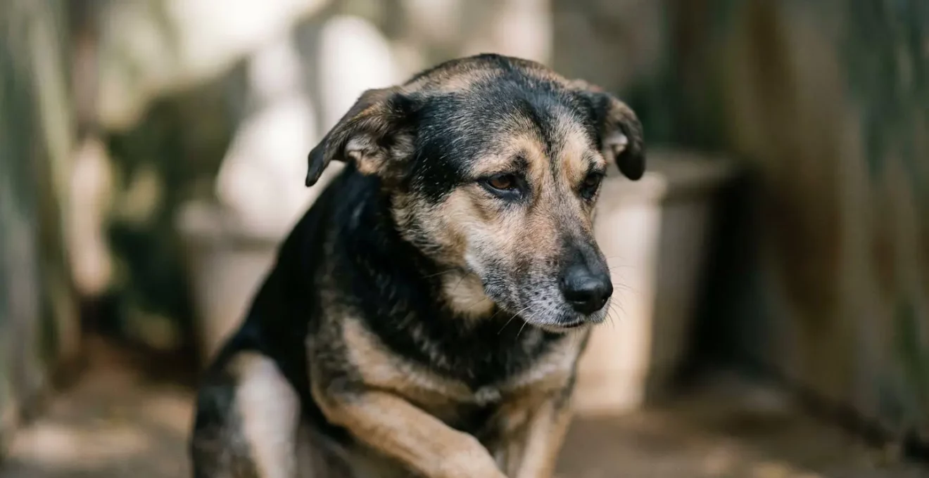 Chien de refuge montrant des signaux d'apaisement subtils, communication canine non verbale