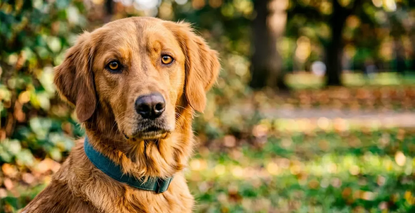 Gros plan sur le cou d'un chien portant un collier plat, illustrant la zone sensible de la trachée et de la thyroïde