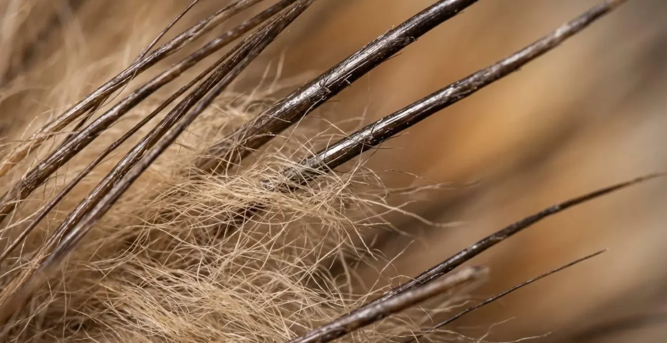 Structure microscopique du poil de chien montrant poil de garde et sous-poil