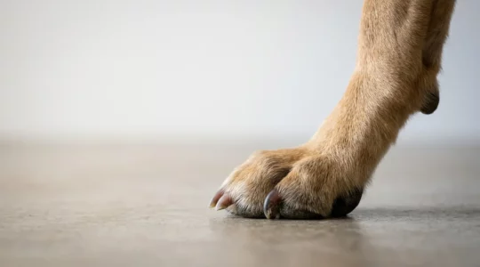 Anatomie de la patte d'un chien montrant l'impact des griffes trop longues sur les articulations et la posture