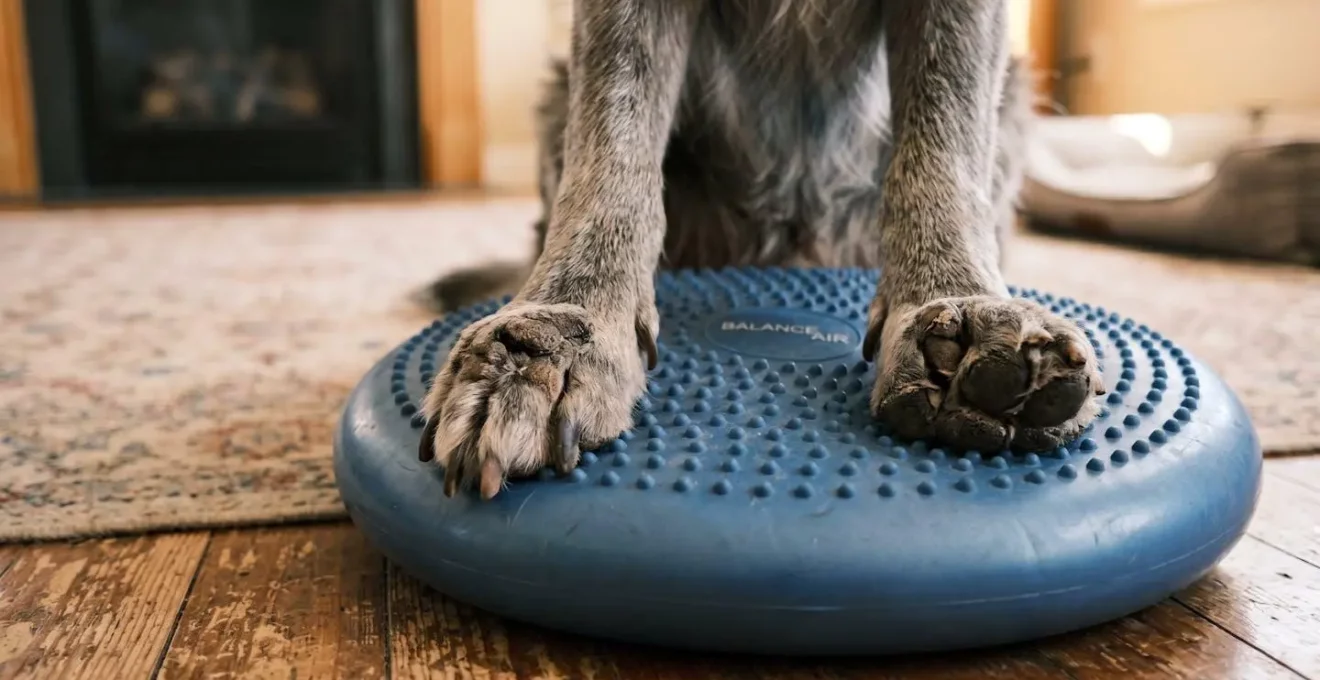 Pattes de chien senior sur coussin proprioceptif avec détails des coussinets et appuis