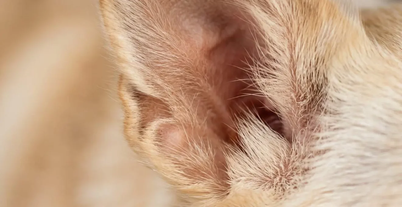 Gros plan sur les poils fins à l'entrée du pavillon auriculaire d'un chien, montrant la zone à aérer