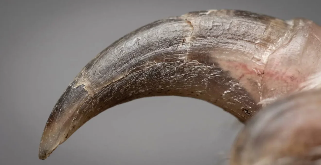 Schéma anatomique d'une griffe de chien montrant la zone de coupe sécuritaire et la pulpe vascularisée